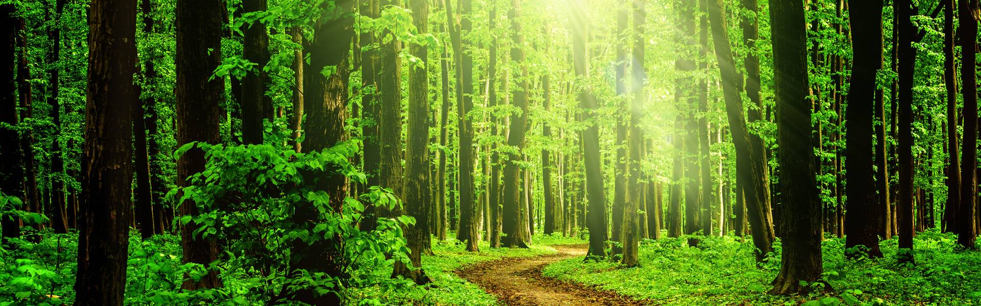 Resiliencoaching, Gesundheitscoaching Hannover Coaching für Resilienz, mentale Gesundheit und Wohlbefinden