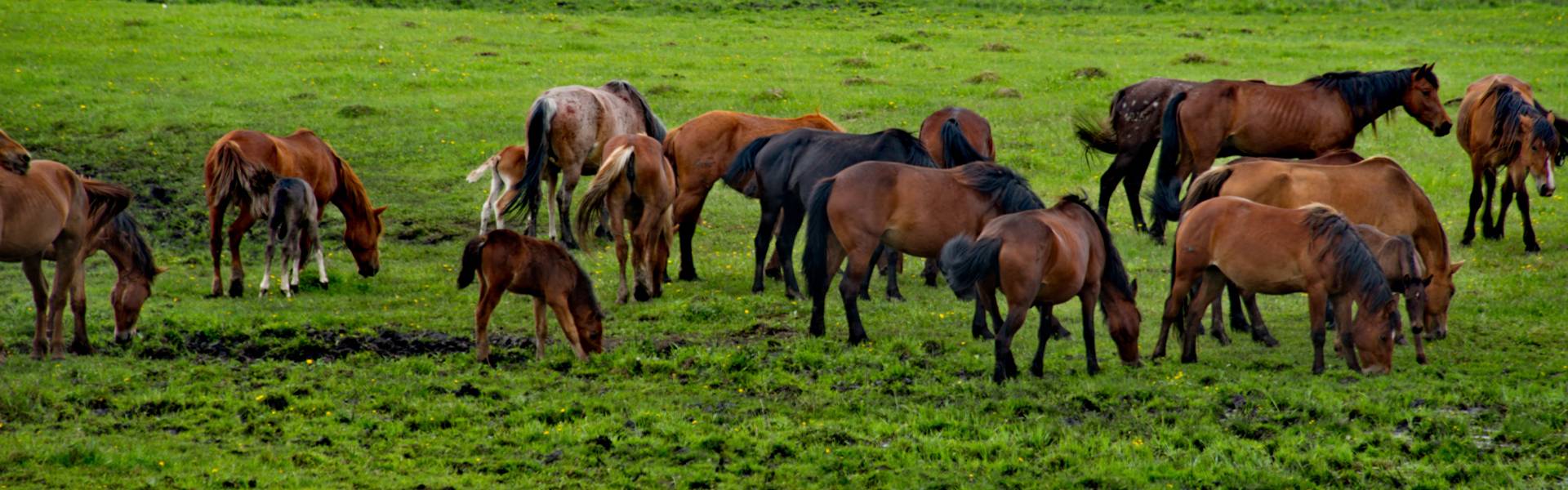 Teamentwicklung mit Pferden, Teambildung, Teamtraining - pferdegestützes Coaching mit Pferd als Einzelcoaching oder für Teams Teamentwicklung mit Pferden, Teambildung, Teamtraining - pferdegestützes Coaching mit Pferd als Einzelcoaching oder für Teams